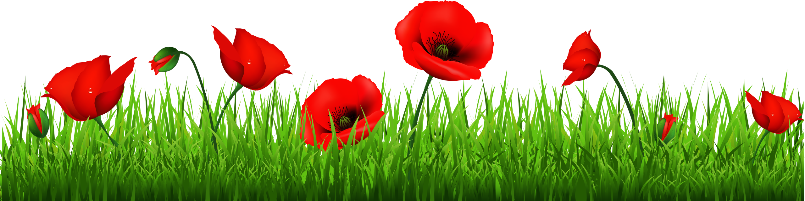 Bright red poppy flowers and buds scattered among tall, vibrant green grass on a white background.